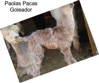 Paolas Pacas Goleador