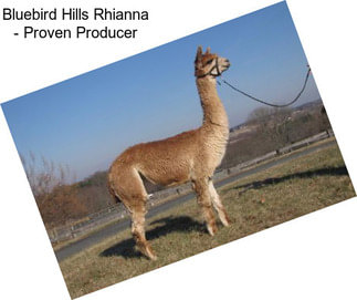 Bluebird Hills Rhianna - Proven Producer