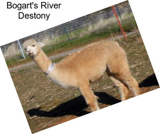 Bogart\'s River Destony