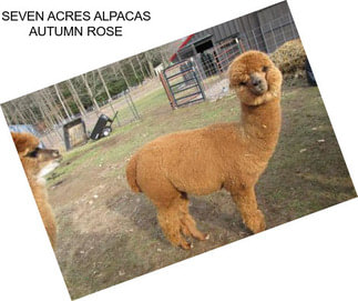 SEVEN ACRES ALPACAS AUTUMN ROSE