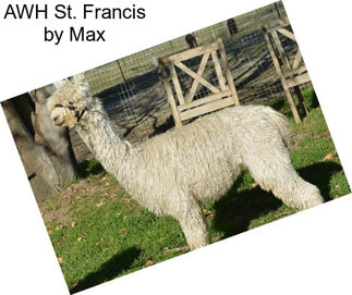 AWH St. Francis by Max