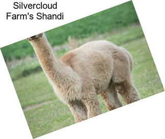 Silvercloud Farm\'s Shandi