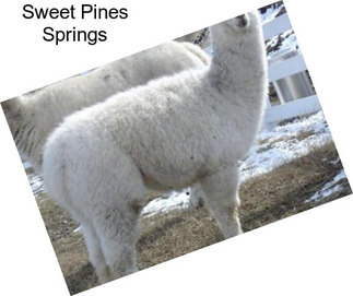 Sweet Pines Springs