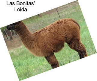 Las Bonitas\' Loida