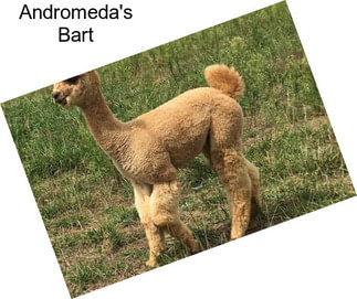 Andromeda\'s Bart