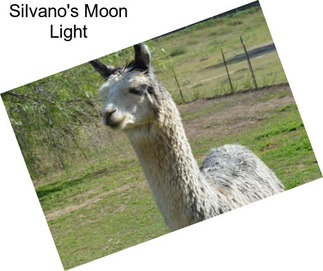 Silvano\'s Moon Light