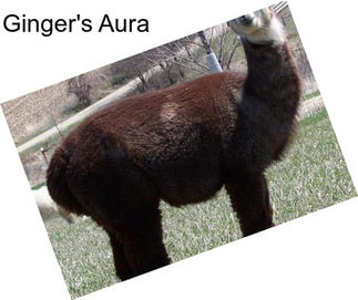 Ginger\'s Aura