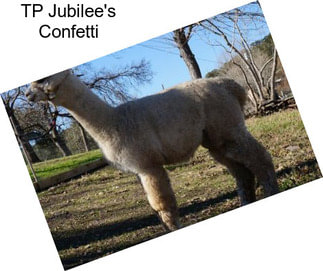 TP Jubilee\'s Confetti