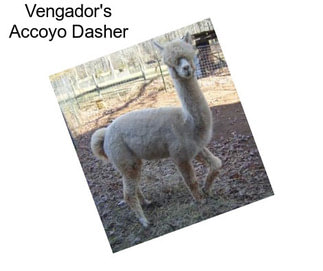 Vengador\'s Accoyo Dasher