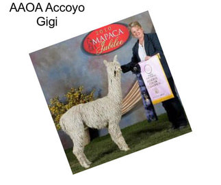 AAOA Accoyo Gigi