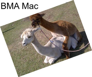 BMA Mac