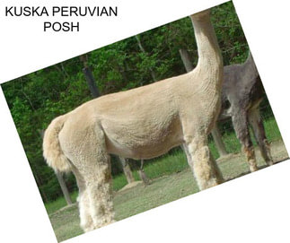 KUSKA PERUVIAN POSH