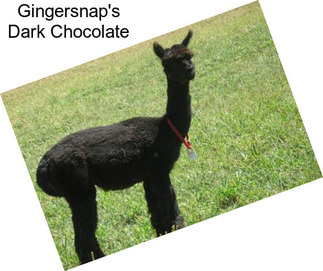Gingersnap\'s Dark Chocolate