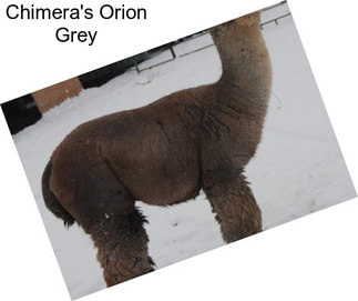 Chimera\'s Orion Grey