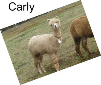 Carly