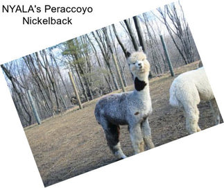 NYALA\'s Peraccoyo Nickelback