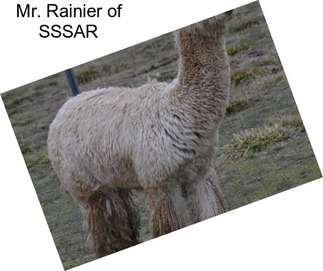 Mr. Rainier of SSSAR