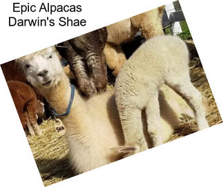 Epic Alpacas Darwin\'s Shae