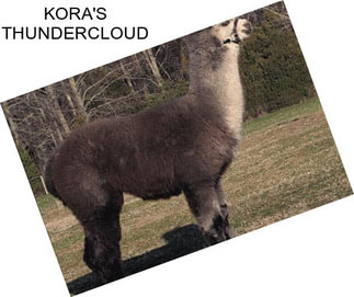 KORA\'S THUNDERCLOUD