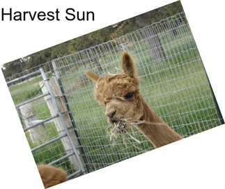 Harvest Sun