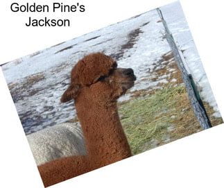 Golden Pine\'s Jackson