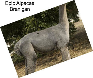 Epic Alpacas Branigan