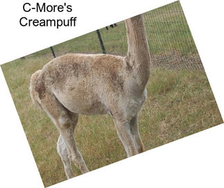 C-More\'s Creampuff