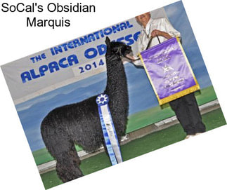 SoCal\'s Obsidian Marquis