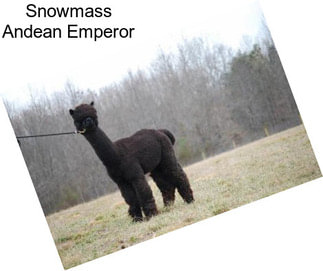 Snowmass Andean Emperor