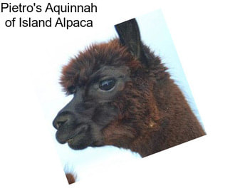 Pietro\'s Aquinnah of Island Alpaca