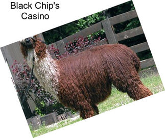 Black Chip\'s Casino