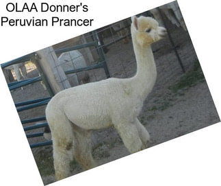 OLAA Donner\'s Peruvian Prancer