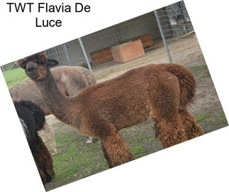 TWT Flavia De Luce