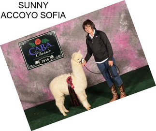 SUNNY ACCOYO SOFIA