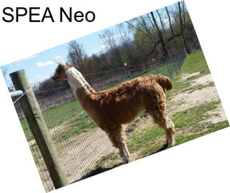SPEA Neo