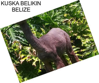 KUSKA BELIKIN BELIZE