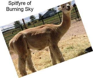 Spitfyre of Burning Sky