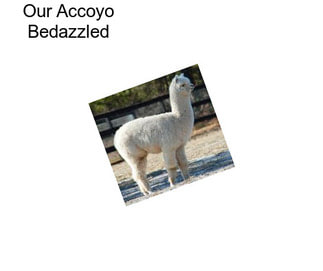 Our Accoyo Bedazzled