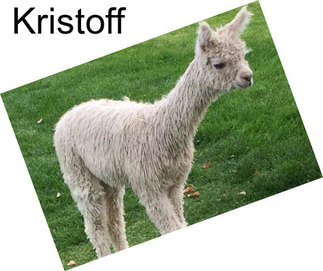 Kristoff