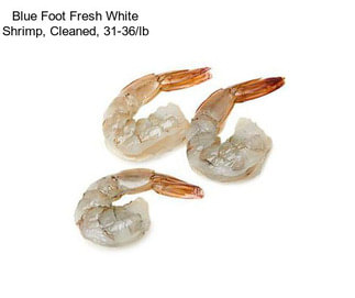 Blue Foot Fresh White Shrimp, Cleaned, 31-36/lb