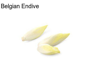 Belgian Endive