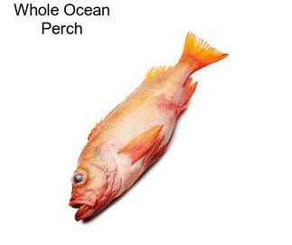 Whole Ocean Perch
