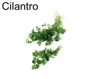 Cilantro