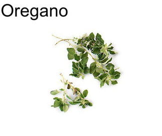 Oregano