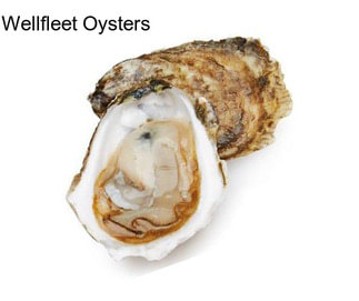 Wellfleet Oysters