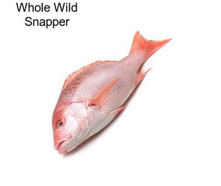 Whole Wild Snapper