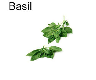 Basil