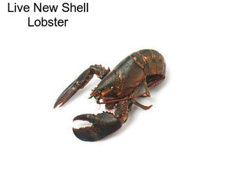 Live New Shell Lobster