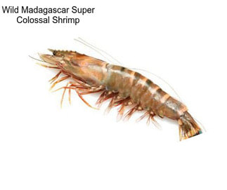 Wild Madagascar Super Colossal Shrimp