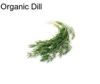 Organic Dill